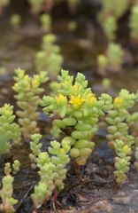 Sedum nuttallii