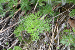 Pulsatilla vulgaris