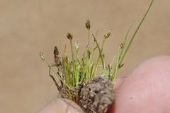 Eleocharis bella