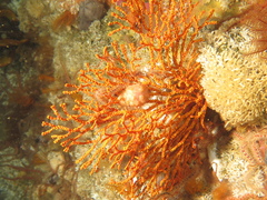 Melithaea rubra image