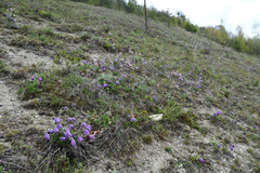 Pulsatilla vulgaris