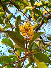 Byrsonima crassifolia