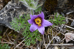 Pulsatilla vulgaris