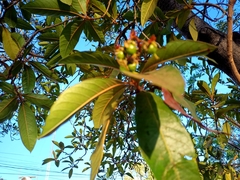 Byrsonima crassifolia