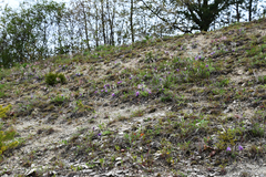 Pulsatilla vulgaris