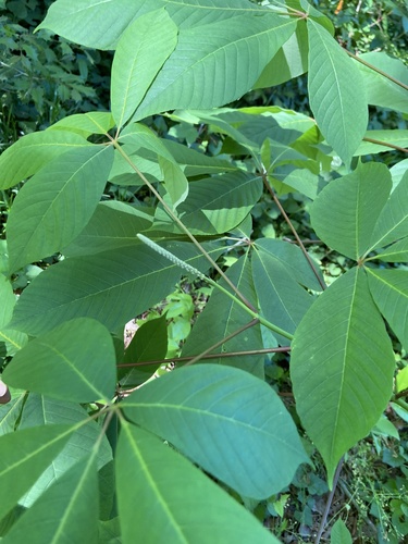 Aesculus parviflora