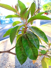 Byrsonima crassifolia