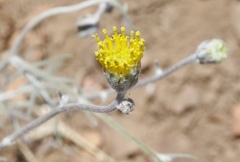 Hymenopappus filifolius lugens