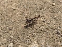 Oedaleus abruptus