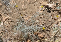 Hymenopappus filifolius lugens