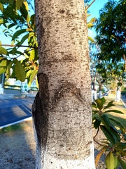 Byrsonima crassifolia