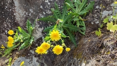 Sonchus platylepis