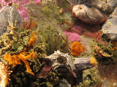 Watersipora subtorquata