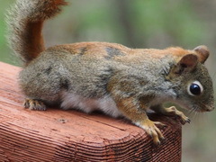 Notoedres centrifera