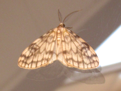 Parallage inconcinna