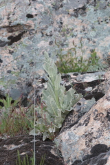 Verbascum rotundifolium