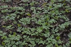 Aegopodium podagraria