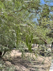 Angiospermae