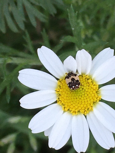 Anthrenus isabellinus photo 2