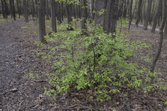 Prunus padus