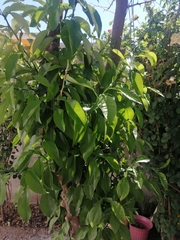 Magnoliopsida