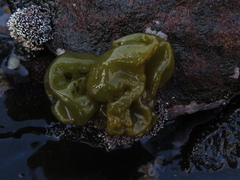 Ectocarpales