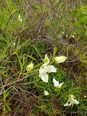 Asimina angustifolia