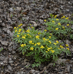 Anemonoides ranunculoides