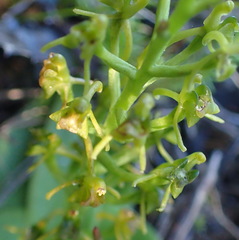 Liparis capensis
