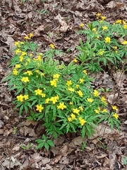 Anemonoides ranunculoides
