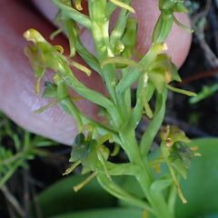 Liparis capensis