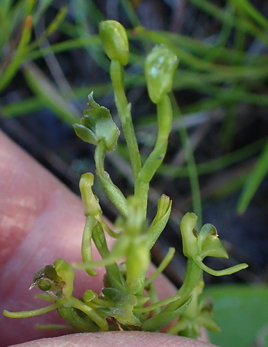 Image of Liparis capensis by (c) Nicola van Berkel, some rights reserved (CC BY-SA)