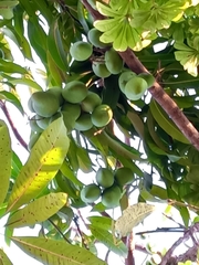 Mangifera indica