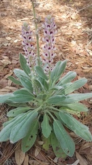 Lupinus villosus