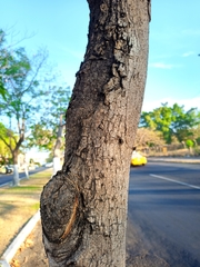 Roseodendron donnell-smithii