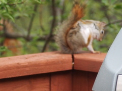 Notoedres centrifera