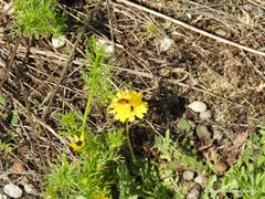 Leontodon longirostris