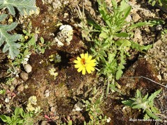 Leontodon longirostris