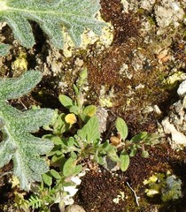 Helianthemum ledifolium