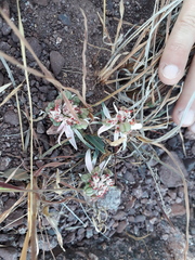 Euphorbia radians