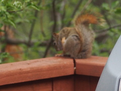 Notoedres centrifera