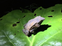 Rhinella festae