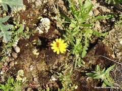 Leontodon longirostris