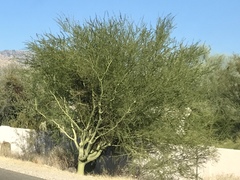 Parkinsonia praecox