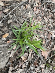Asclepias fascicularis