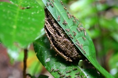 Ropalidia socialistica