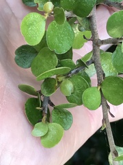 Myrsine aquilonia