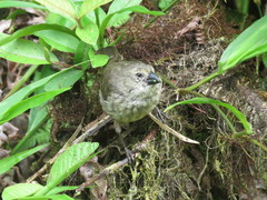 Camarhynchus parvulus