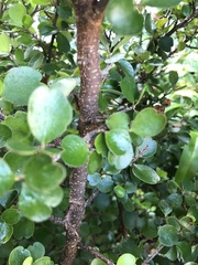 Myrsine aquilonia