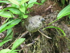 Camarhynchus parvulus